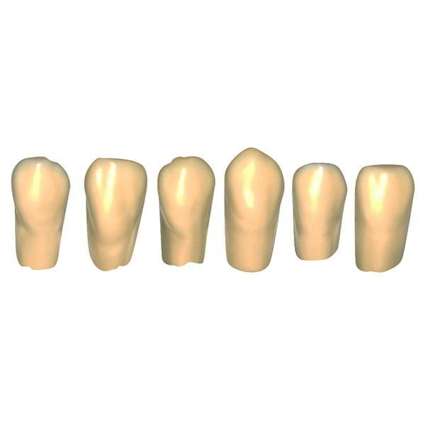 Tizian Creativ RT Extended Tooth Database